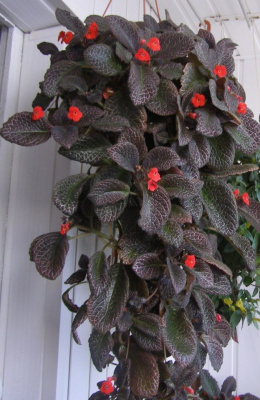 Эсписция Медная, горшок